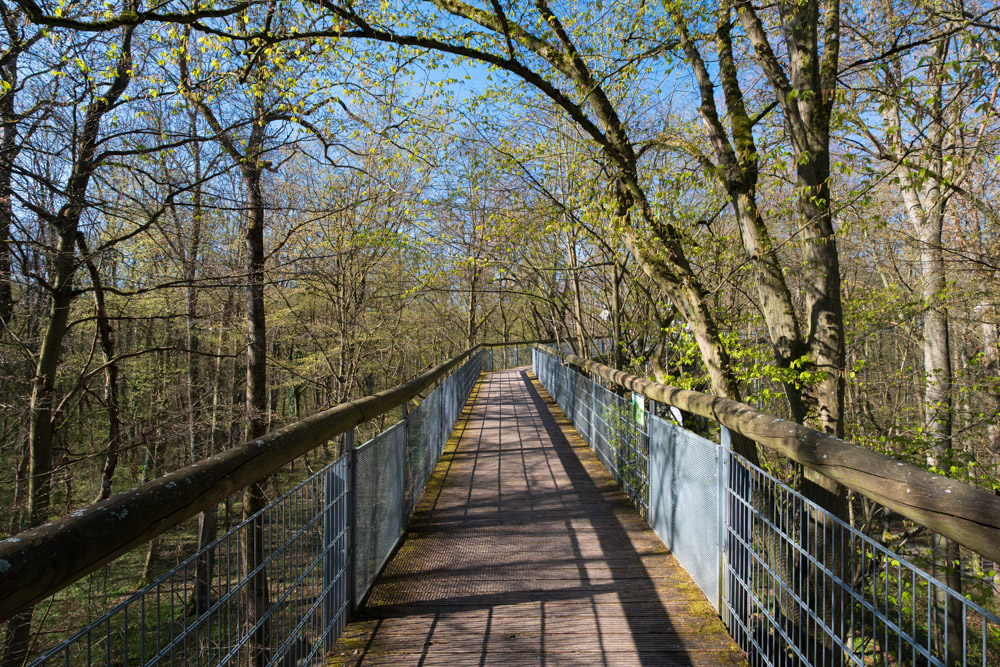 Baumkronenpfad Hainich
